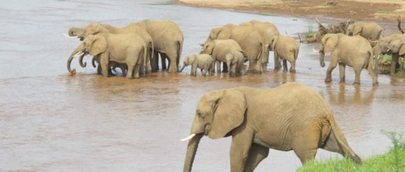 watering-hole-e1585688492540.jpg