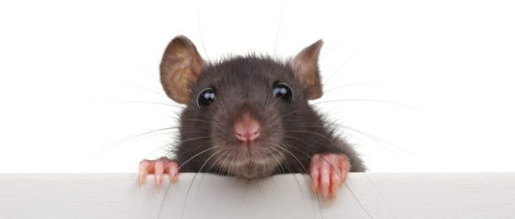 RATicate.jpg