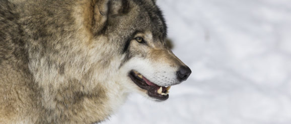 wolfRAT.jpg