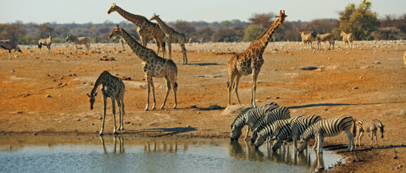 watering-hole2.jpg