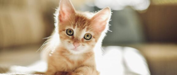 kitten2-scaled-e1598897706366.jpg