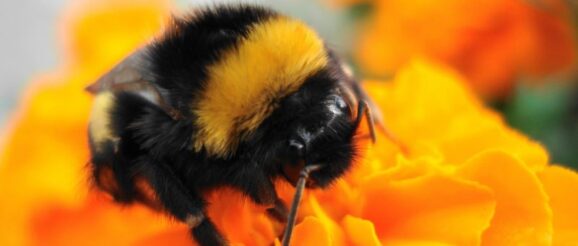bumblebee-e1610475311849.jpg