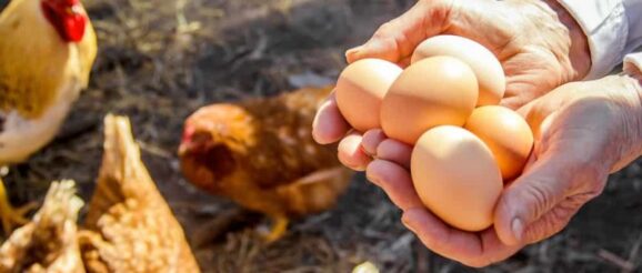 eggs-chickens-e1617650984482.jpeg