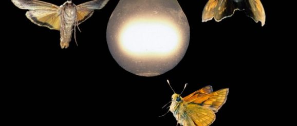 moths-to-a-lightbulb-scaled-e1626363452342.jpeg