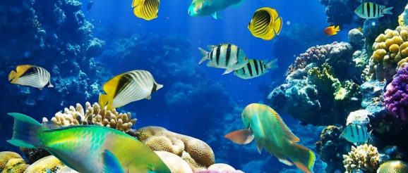 fish-tropical-e1637261254230.jpg