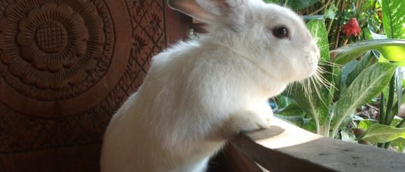 white-bunny.jpg
