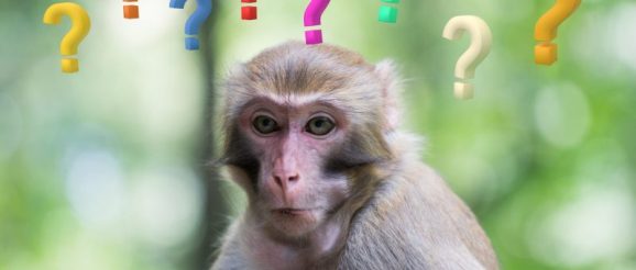confused-monkey-scaled-e1648692182658.jpeg