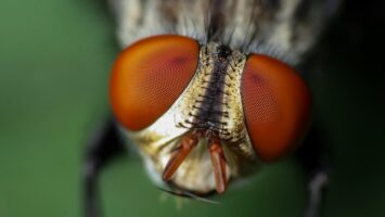 Complex Spy Platform StripedFly Bites 1M Victims