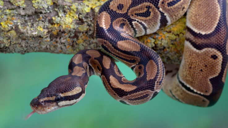 Stealthy, Thieving Python Packages Slither Onto Windows Systems