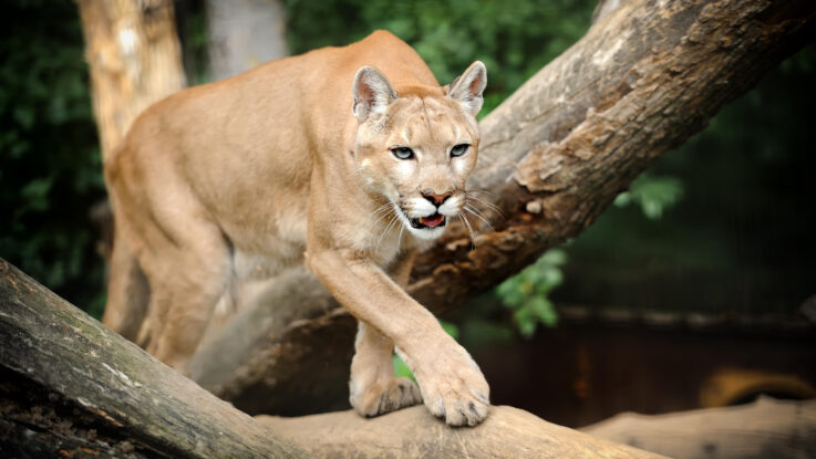 'Prolific Puma' Hacker Gives Cybercriminals Access to .us Domains